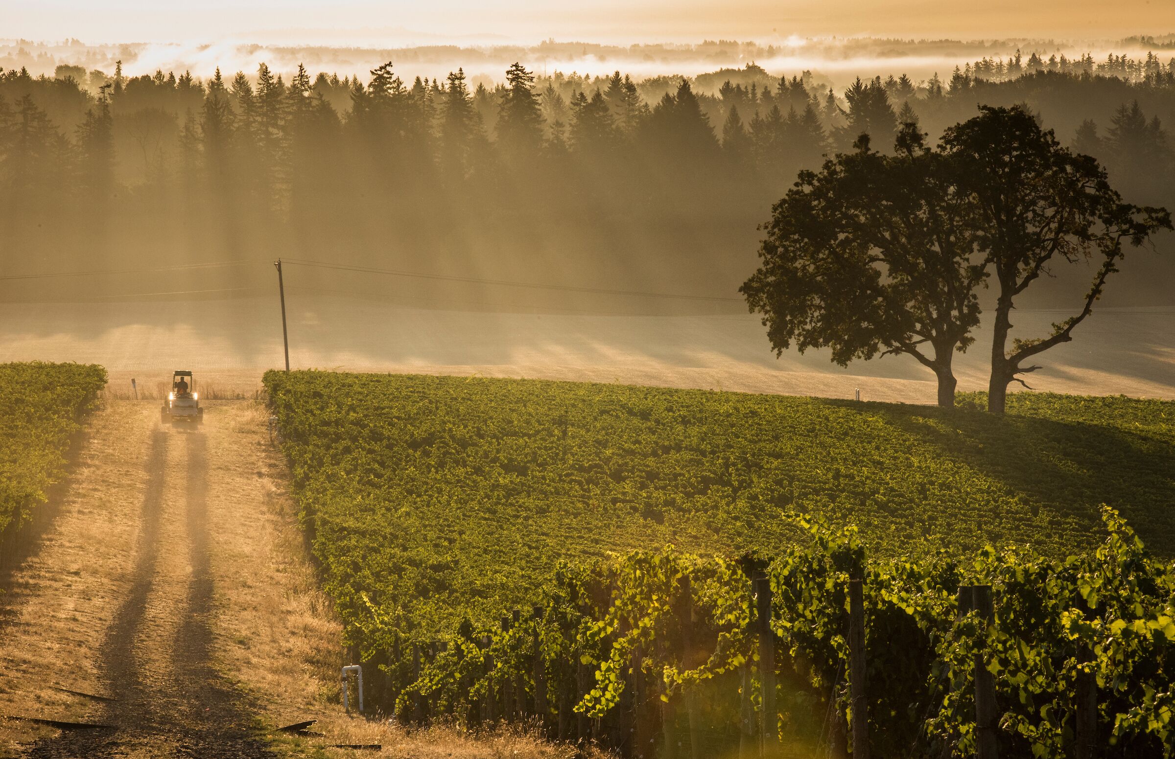 A tractor drives down a dirt path through a vineyard during sunrise. Sun rays filter through the trees in the distance, casting a golden glow on the scene. A large tree stands on the right side of the vineyard, adding to the serene and picturesque atmosphere.