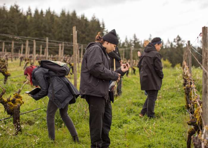 A group of people wearing dark clothing and hats are inspecting grapevines in a vineyard. They appear to be working outdoors, surrounded by green grass and rows of vines. In the background, there are trees and an overcast sky.