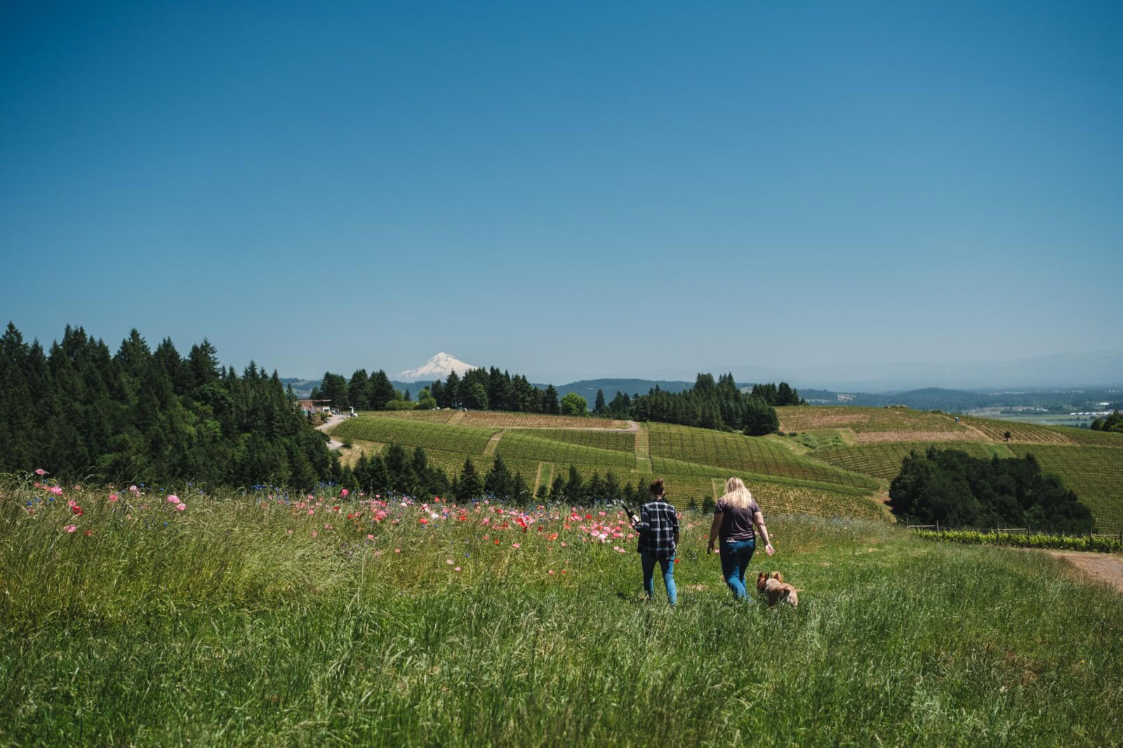 Two people and a small dog walk through a lush, grassy field with wildflowers, heading towards rows of vineyards and distant mountains under a clear blue sky. The landscape is dotted with trees and the scenery extends towards the horizon.