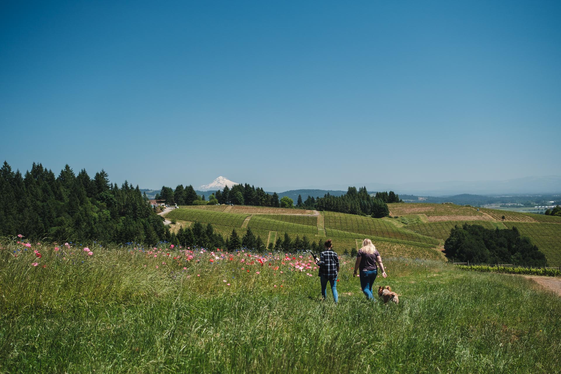 Two people and a dog walk through a grassy field with wildflowers. In the background, there are lush green vineyards, dense forests, and a snow-capped mountain under a clear blue sky.