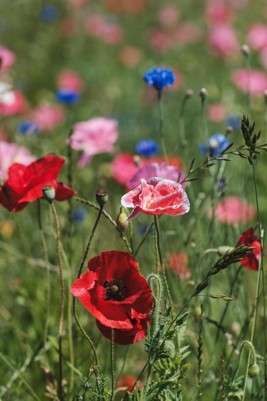 A vibrant wildflower meadow with a focus on red poppies, surrounded by various other colorful flowers like pink and blue blossoms. The green stems and leaves create a lush background, showcasing the beauty and diversity of the wildflowers in full bloom.