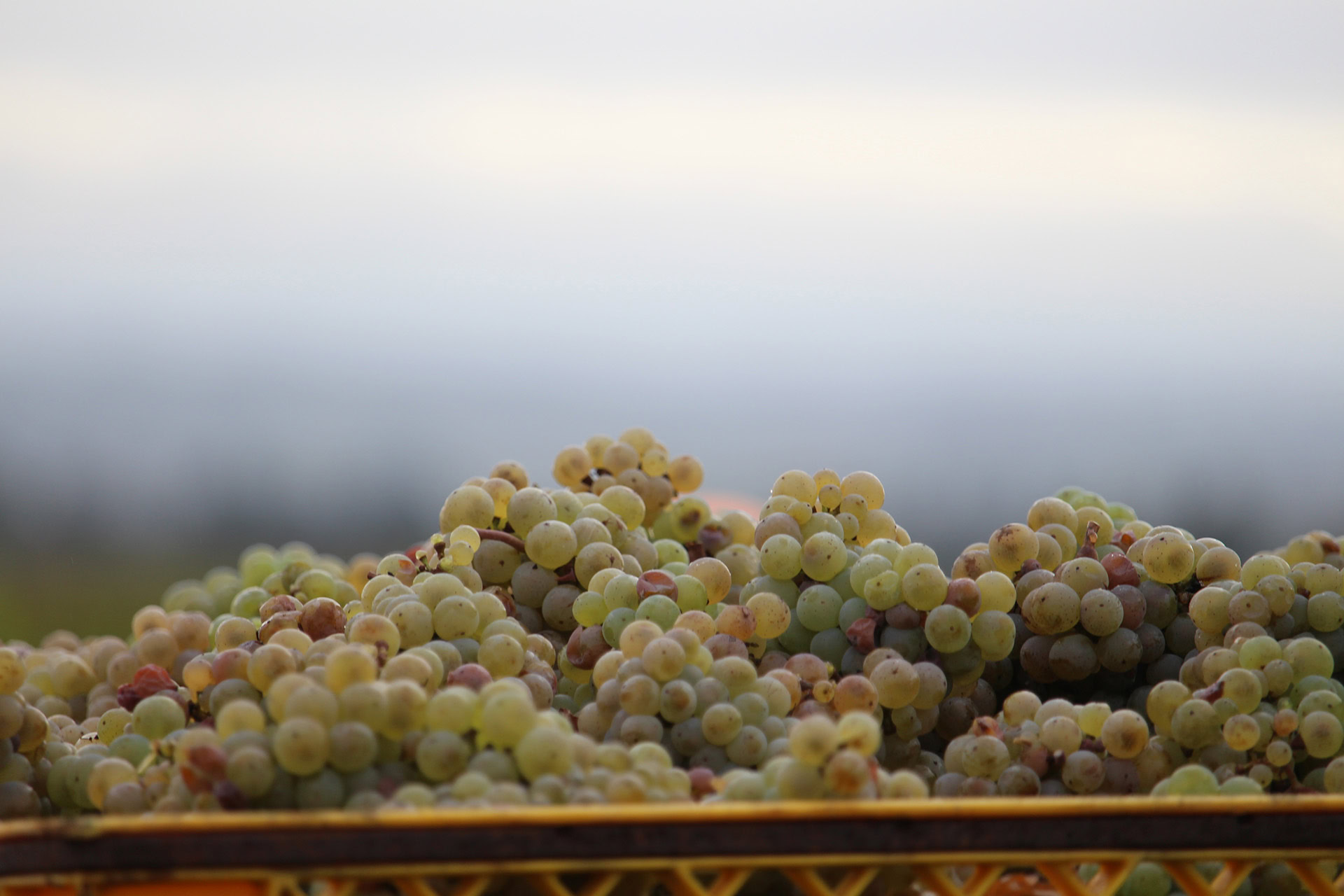 Close-up of a crate filled with bunches of green grapes, with a blurred background suggesting an outdoor setting. The grapes are round and some show a slight blush of pink. The sky appears overcast, giving a soft, diffused light to the scene.