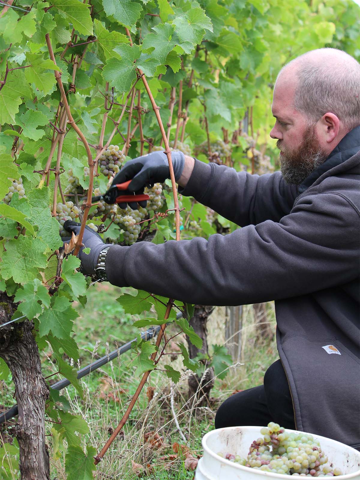 A man with a beard, dressed in a brown jacket and black gloves, is crouched down and harvesting grapes from a vineyard. He is cutting the grape clusters with pruning shears and placing them into a white bucket. Lush green vines surround him.