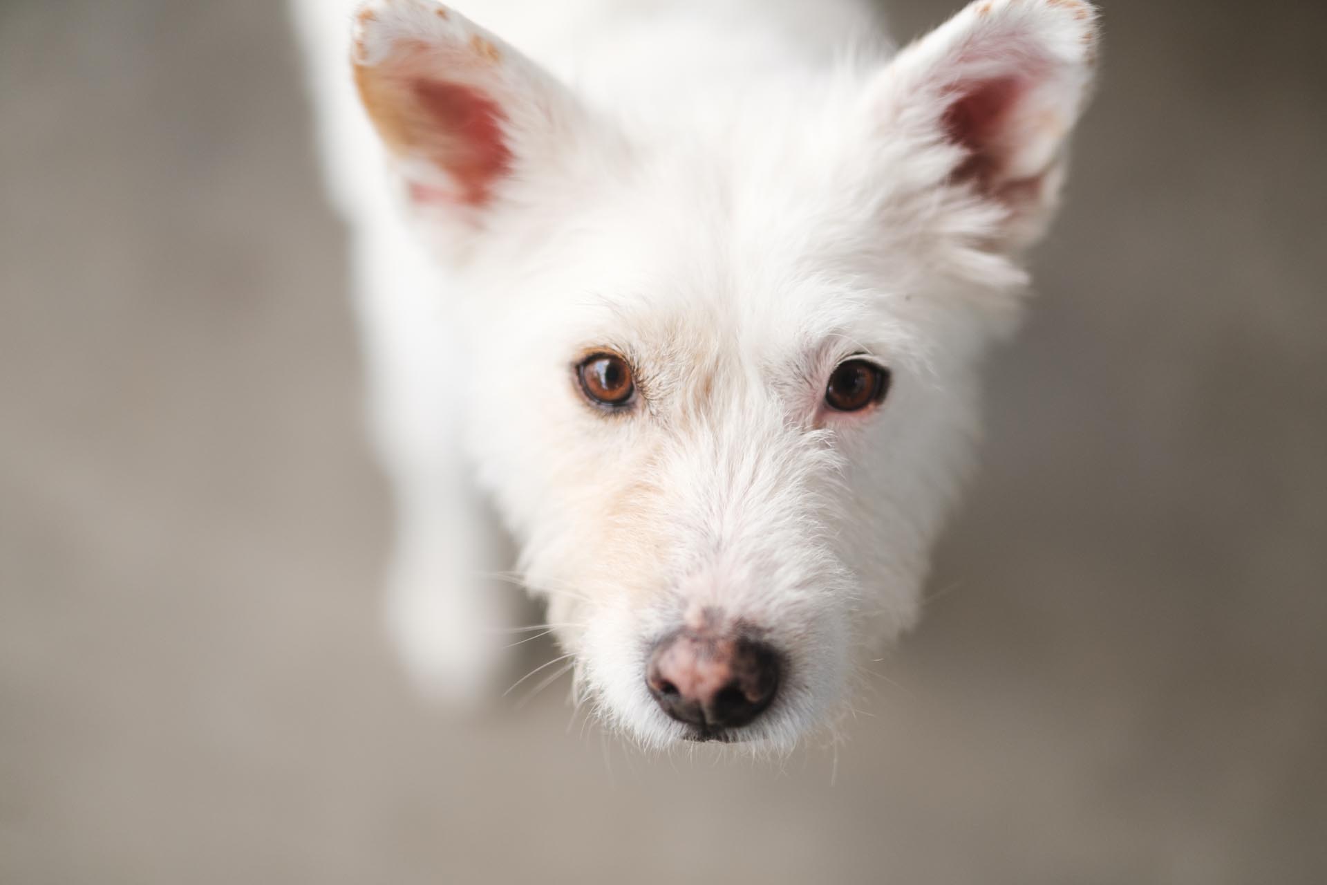 A close-up shot of a white, fluffy dog with pointed ears and light brown eyes looking directly at the camera. The background is blurred, making the dog the focal point of the image.