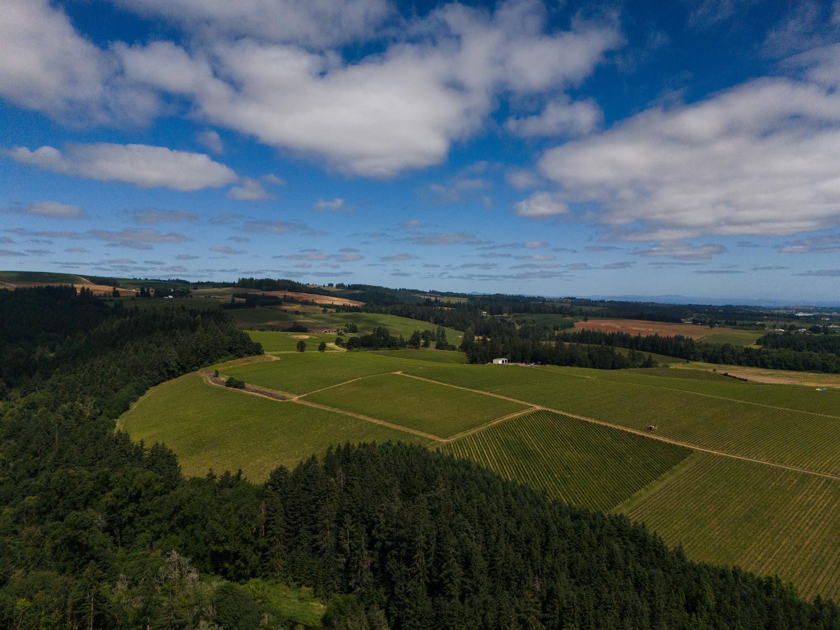 Lone Star Vineyard