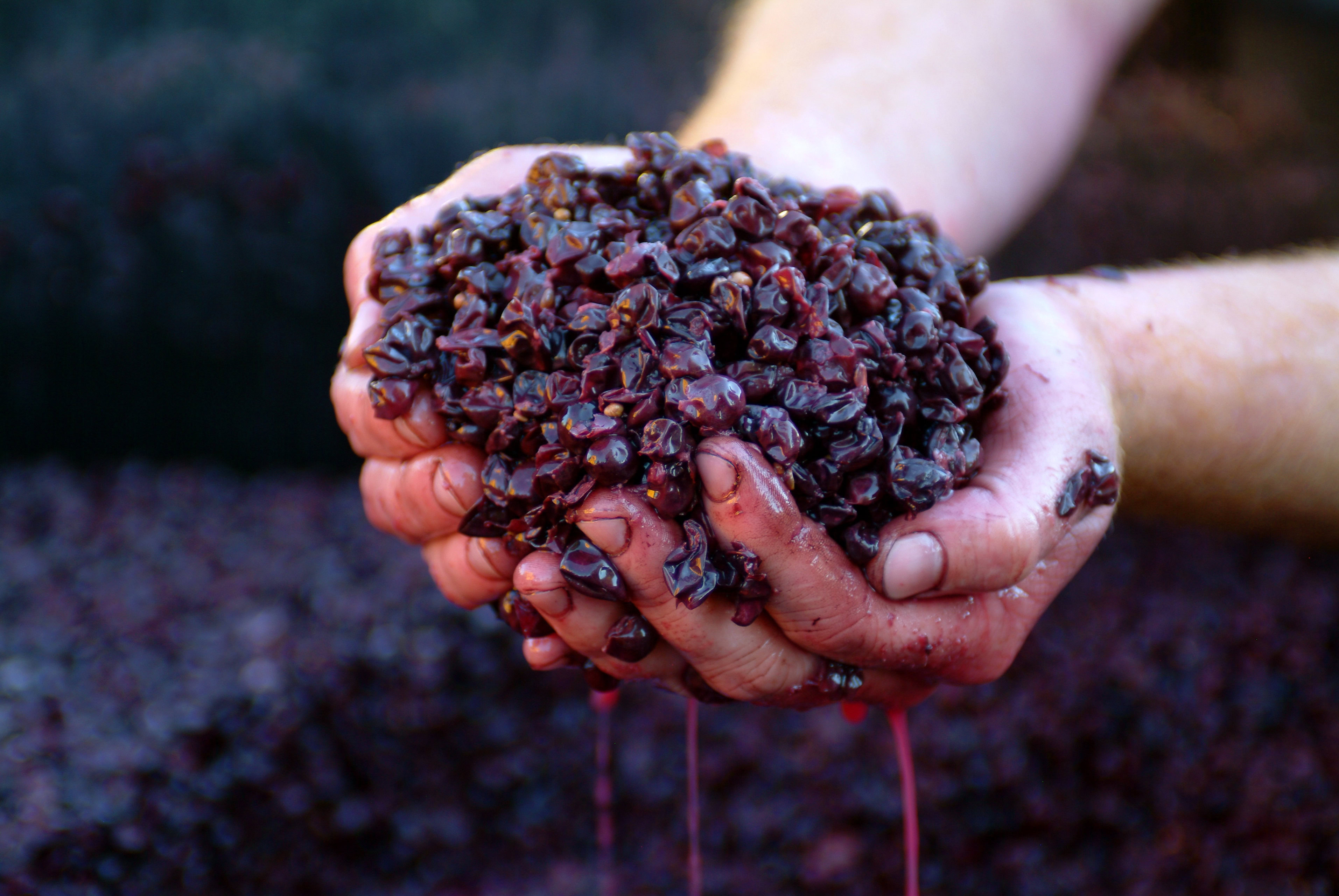 Argyle-Winemaking-Photo-HANDS